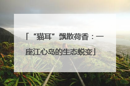 “猫耳”飘散荷香：一座江心岛的生态蜕变