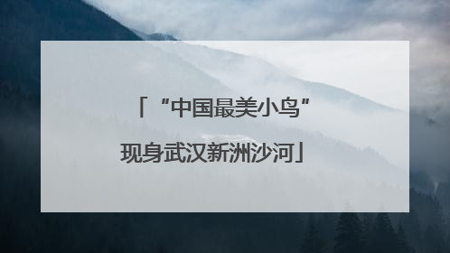 “中国最美小鸟”现身武汉新洲沙河