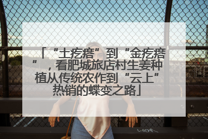 “土疙瘩”到“金疙瘩”，看肥城旅店村生姜种植从传统农作到“云上”热销的蝶变之路