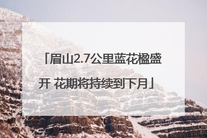 眉山2.7公里蓝花楹盛开 花期将持续到下月