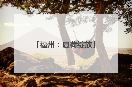 福州：夏荷绽放
