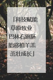 科技赋能草原牧业 巴林右旗胚胎移植羊羔茁壮成长