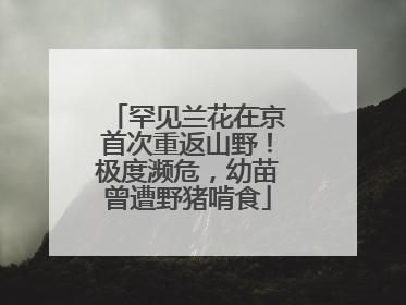 罕见兰花在京首次重返山野！极度濒危，幼苗曾遭野猪啃食