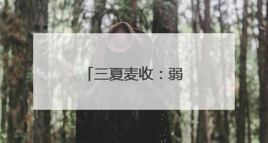 三夏麦收：弱筋小麦如何变得“强”起来