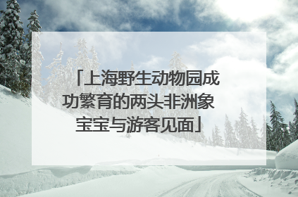 上海野生动物园成功繁育的两头非洲象宝宝与游客见面