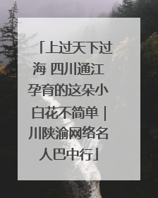 上过天下过海 四川通江孕育的这朵小白花不简单｜川陕渝网络名人巴中行
