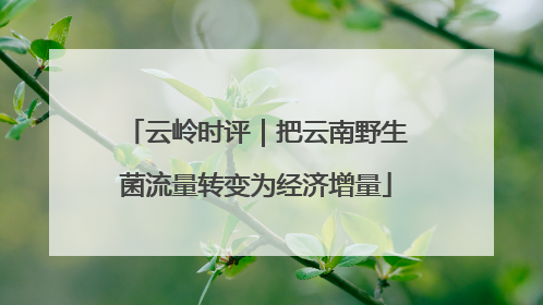 云岭时评｜把云南野生菌流量转变为经济增量