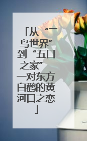 从“二鸟世界”到“五口之家” 一对东方白鹳的黄河口之恋
