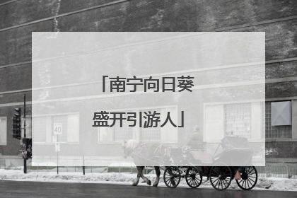 南宁向日葵盛开引游人
