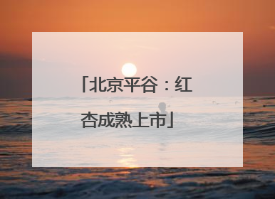 北京平谷：红杏成熟上市