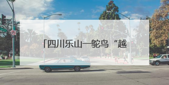 四川乐山一鸵鸟“越狱”马路狂奔，目击者：时速超40码，还对我“笑”了下