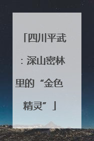 四川平武：深山密林里的“金色精灵”