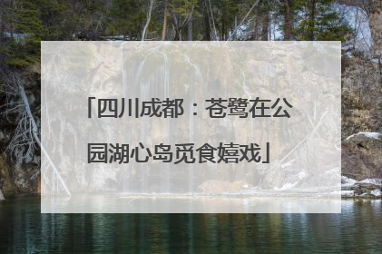 四川成都：苍鹭在公园湖心岛觅食嬉戏