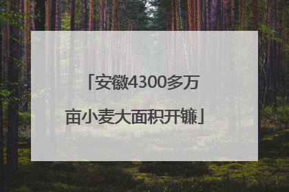 安徽4300多万亩小麦大面积开镰