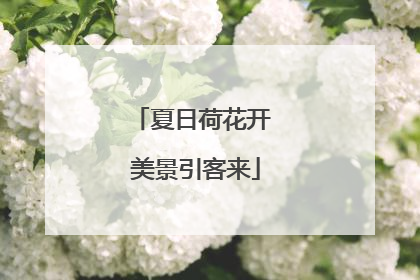 夏日荷花开 美景引客来