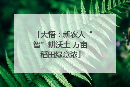 大悟：新农人“智”耕沃土 万亩稻田绿意浓