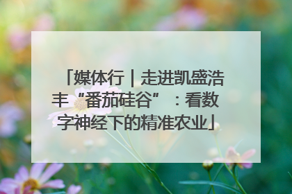 媒体行｜走进凯盛浩丰“番茄硅谷”：看数字神经下的精准农业