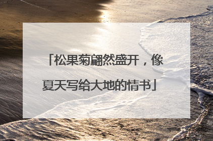 松果菊翩然盛开，像夏天写给大地的情书