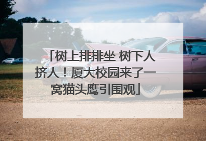 树上排排坐 树下人挤人！厦大校园来了一窝猫头鹰引围观