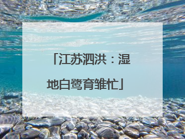 江苏泗洪：湿地白鹭育雏忙