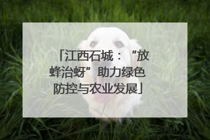 江西石城：“放蜂治蚜”助力绿色防控与农业发展