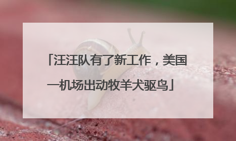 汪汪队有了新工作，美国一机场出动牧羊犬驱鸟