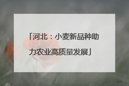 河北：小麦新品种助力农业高质量发展