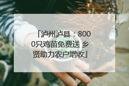 泸州泸县：8000只鸡苗免费送 乡贤助力农户增收