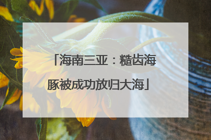 海南三亚：糙齿海豚被成功放归大海