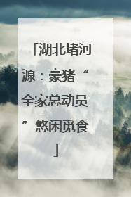 湖北堵河源：豪猪“全家总动员”悠闲觅食