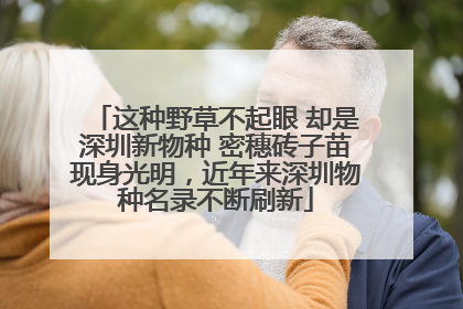 这种野草不起眼 却是深圳新物种 密穗砖子苗现身光明，近年来深圳物种名录不断刷新