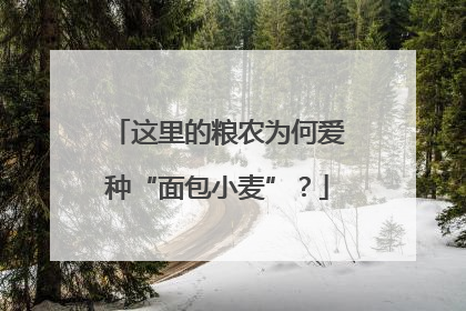 这里的粮农为何爱种“面包小麦”？