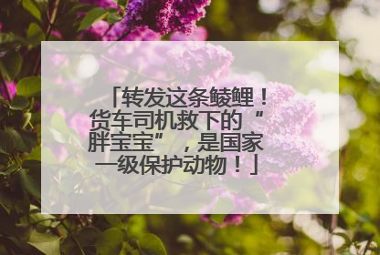 转发这条鲮鲤！货车司机救下的“胖宝宝”，是国家一级保护动物！