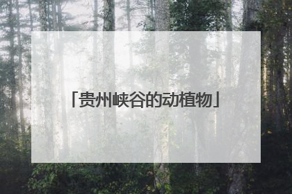 贵州峡谷的动植物