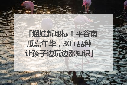 遛娃新地标！平谷南瓜嘉年华，30+品种让孩子边玩边涨知识