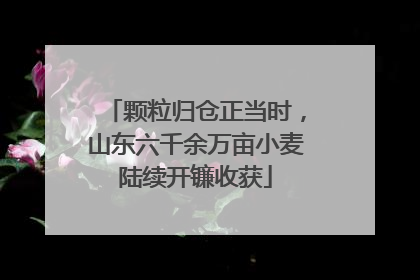 颗粒归仓正当时，山东六千余万亩小麦陆续开镰收获