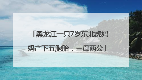 黑龙江一只7岁东北虎妈妈产下五胞胎，三母两公