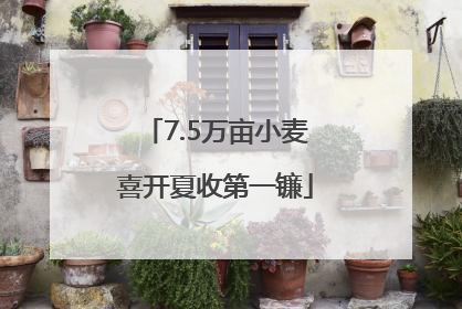 7.5万亩小麦喜开夏收第一镰